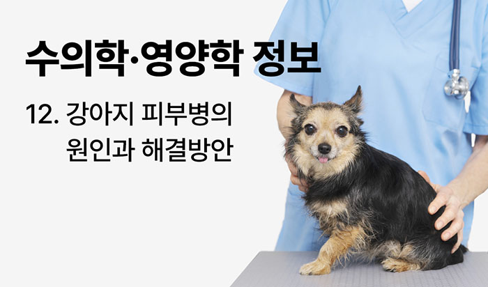 CARE-반려생활 12. 강아지 피부병의 원인과 해결방안